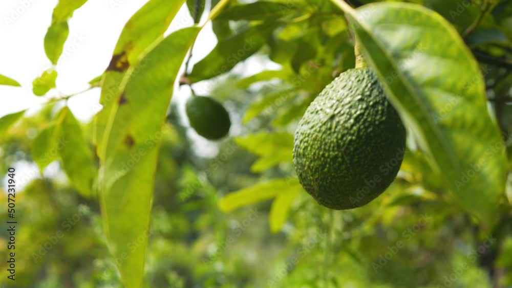 Organic avocado fruit tree plantation 4K high quality footage, Thailand.