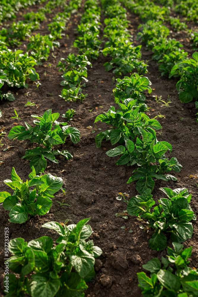 Potato seedling planted. Vegetable garden, agriculture, rural, business Potato seedling planted. Vegetable garden, agriculture, rural, business
