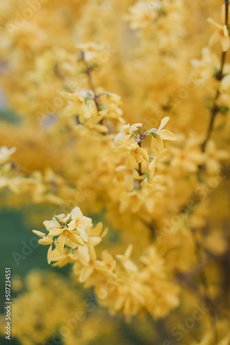 blossoming yellow flowers of forsythia in the garden in the spring