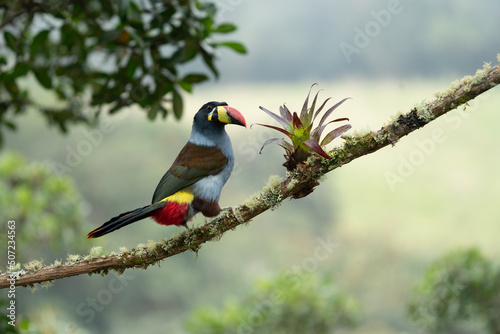 beautiful colored plate-billed mountain toucan (Andigena laminirostris) sitting n the branch very near in the cloud forest photo