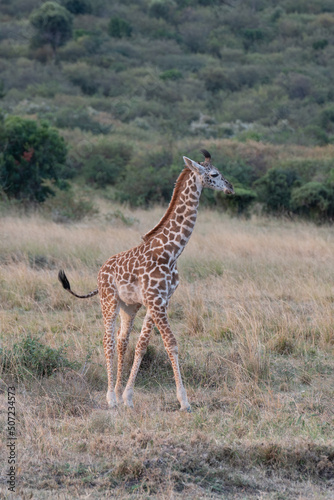 Giraffe in front Amboseli national park Kenya masai mara.(Giraffa reticulata) sunset. © vaclav