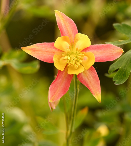 Close-up of aquilegia chrysantha flower  Meise  Belgium