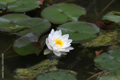 Full blooming white water lily flower sitting under the sun shine.