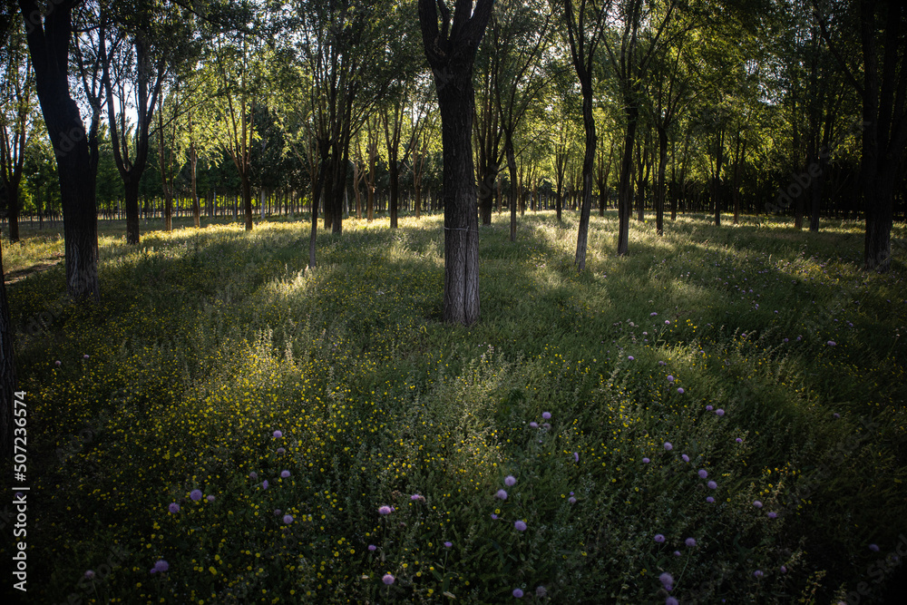 Obraz premium spring forest park