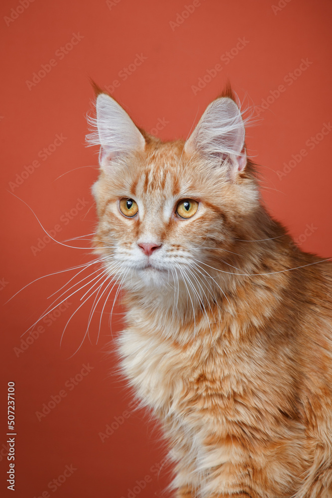 Maine Coon cat on a red background. Pet portrait in studio