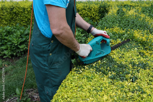 gardener cuts the branches of an overgrown hedge of a privet plant with an electric mower. Spring, gardening, landscape design concept.