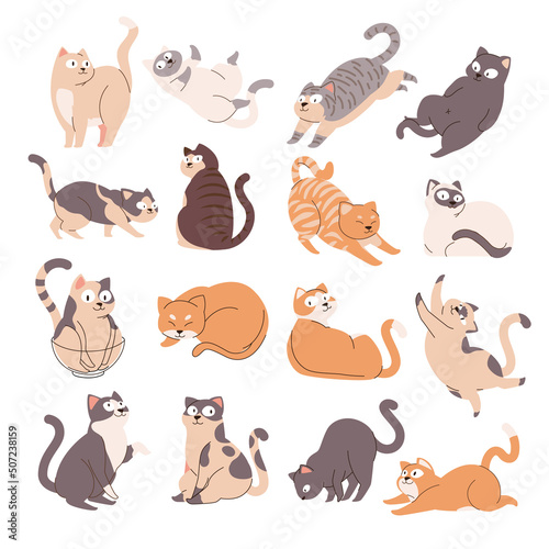 Photography A Collections of Cute Cat with Various Poses Gesture, Streching, Sleeping, Sitting