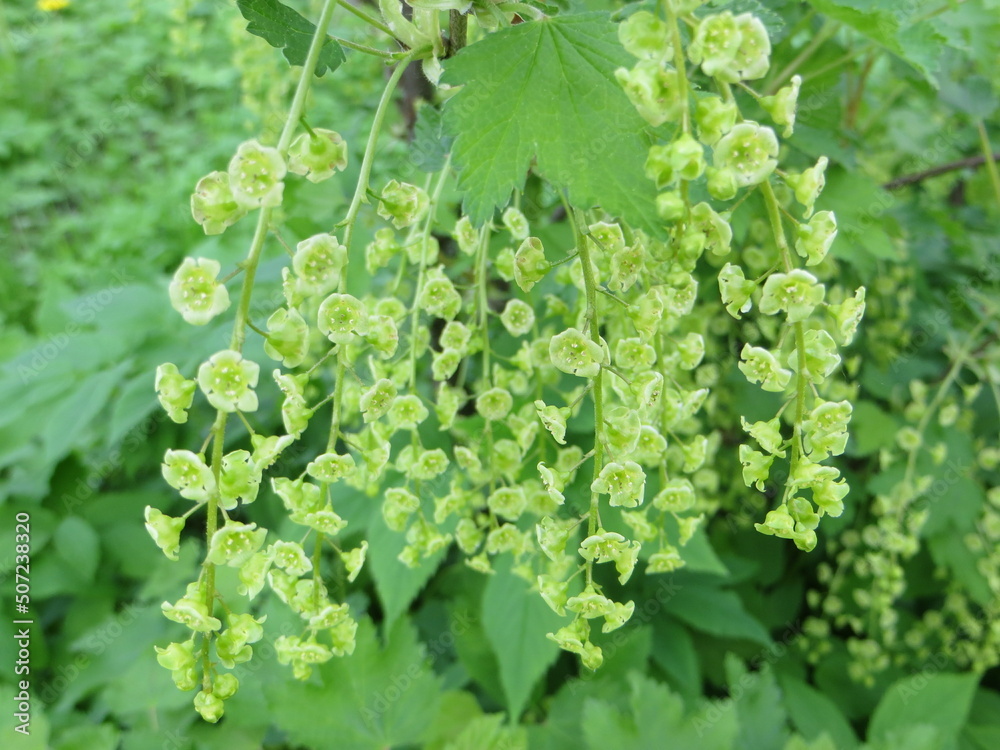 Flowering currant. Currant flowers. A branch of currant with flowers. Flowering currant. Currant flowers. A branch of currant with flowers.