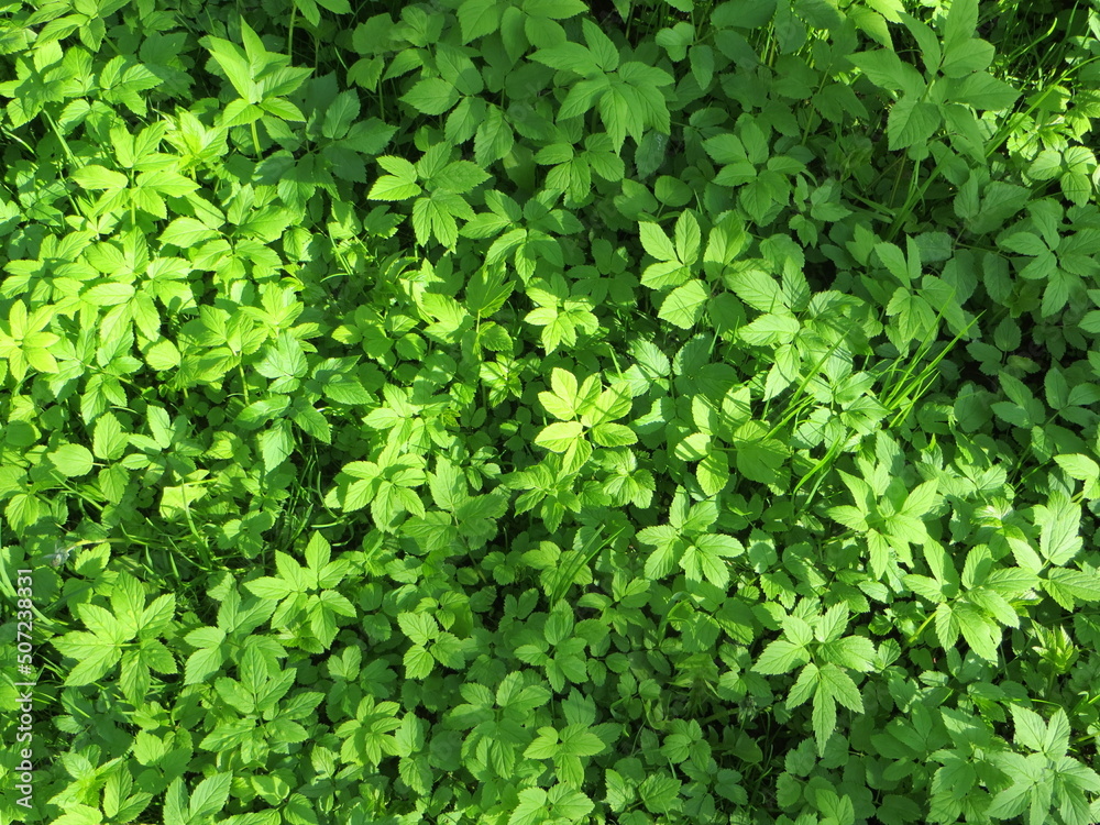 A green grass background. A green grass in the garden. A green leaves background.