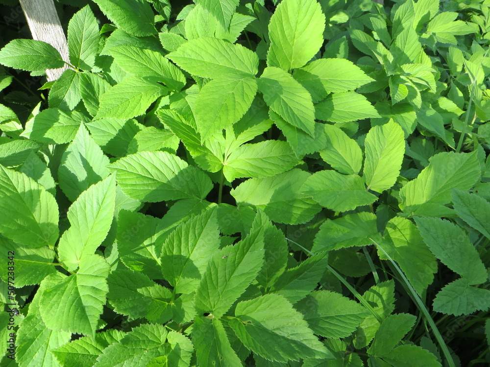 green leaves background, green leaves close up