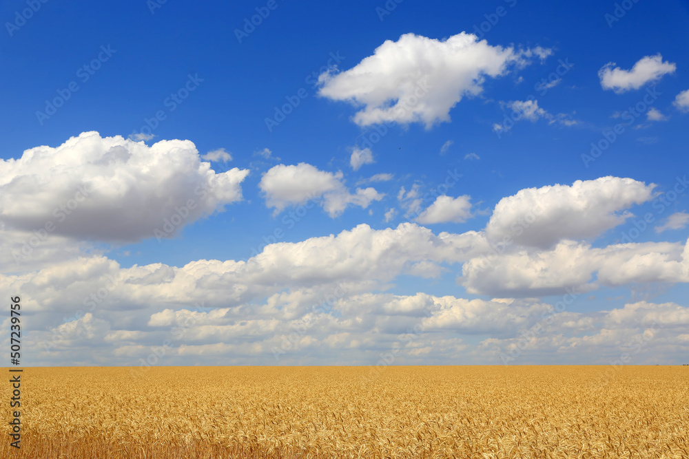 grain field under blue sky