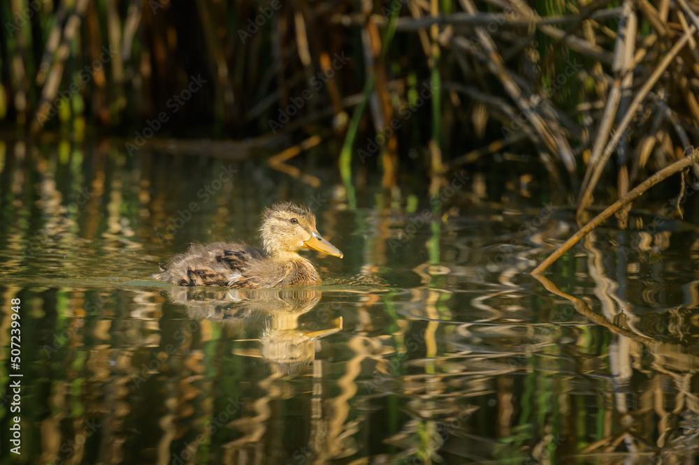 Fototapeta premium Portrait of a juvenile mallard swimming in water