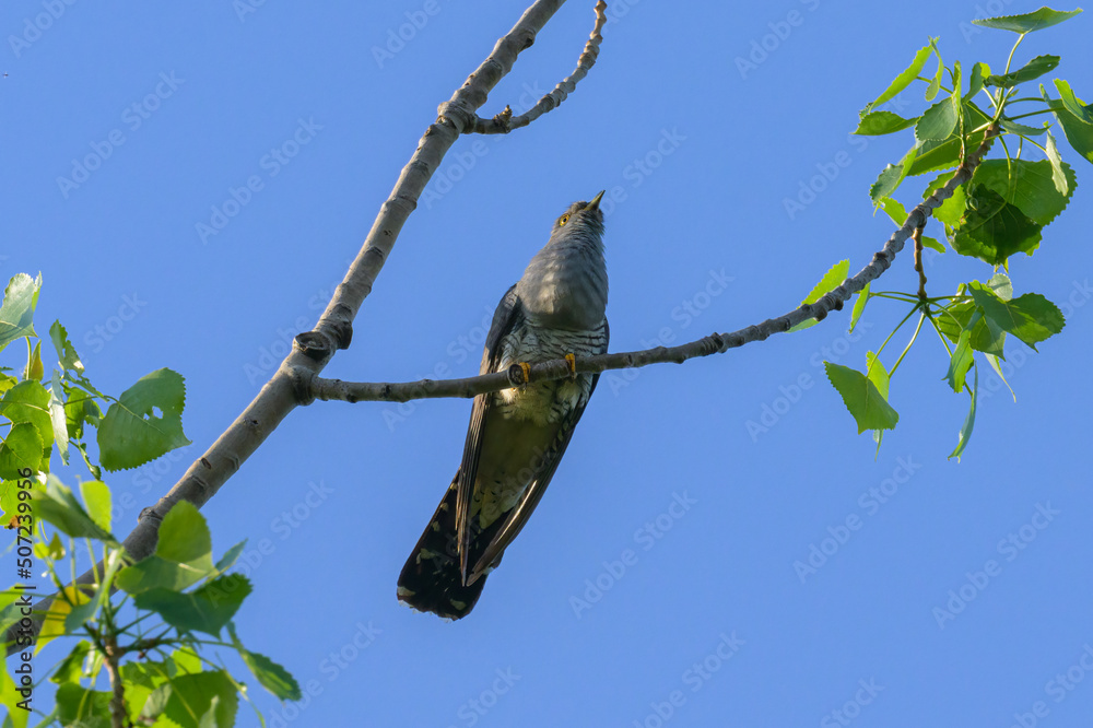 A common cuckoo sitting on a tree A common cuckoo sitting on a tree