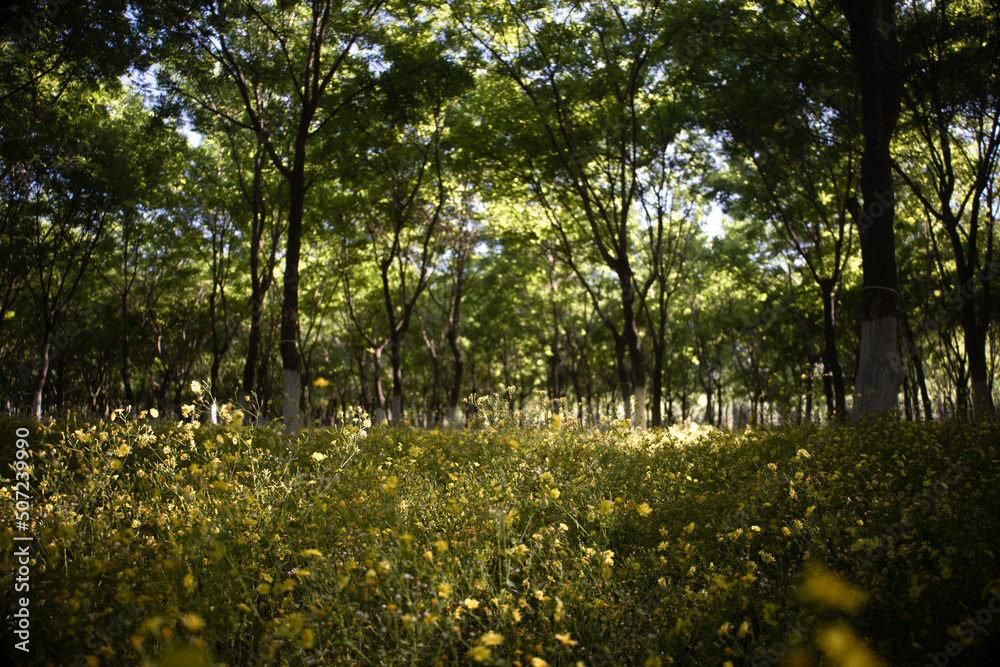 Obraz premium spring forest park