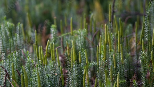 Green thickets of plauna lat. Lycopodium, which tightly cover the soil in the forest. photo