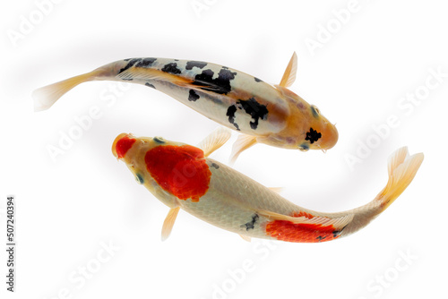 Photography Koi fish on a white background