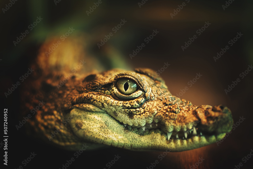 Obraz premium Close-up photo of a crocodile with a smiling mouth