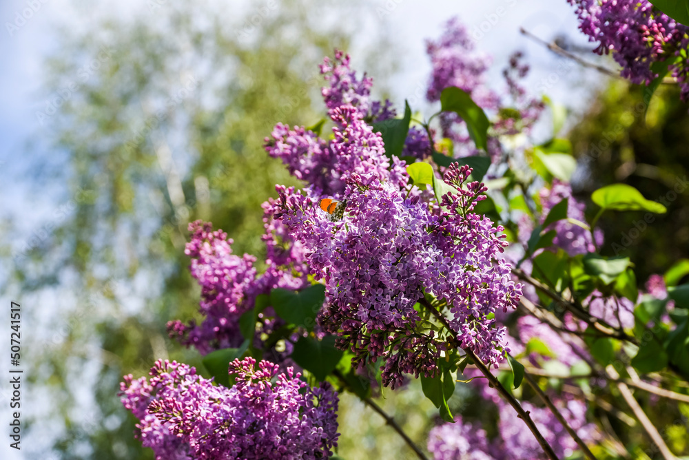 Lilac blooming in the garden. Pink flowers blooming beautifully in the garden. Lilac blooming in the garden. Pink flowers blooming beautifully in the garden.