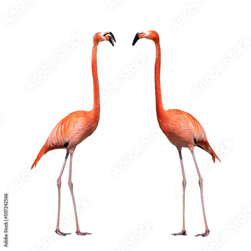 two flamingo isolated on white background © fotomaster