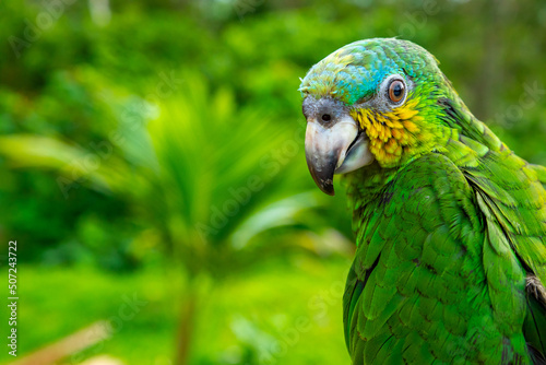 Green Parrot. Beautiful cute funny bird of green ara macaw parrot outdoor on green natural background. photo