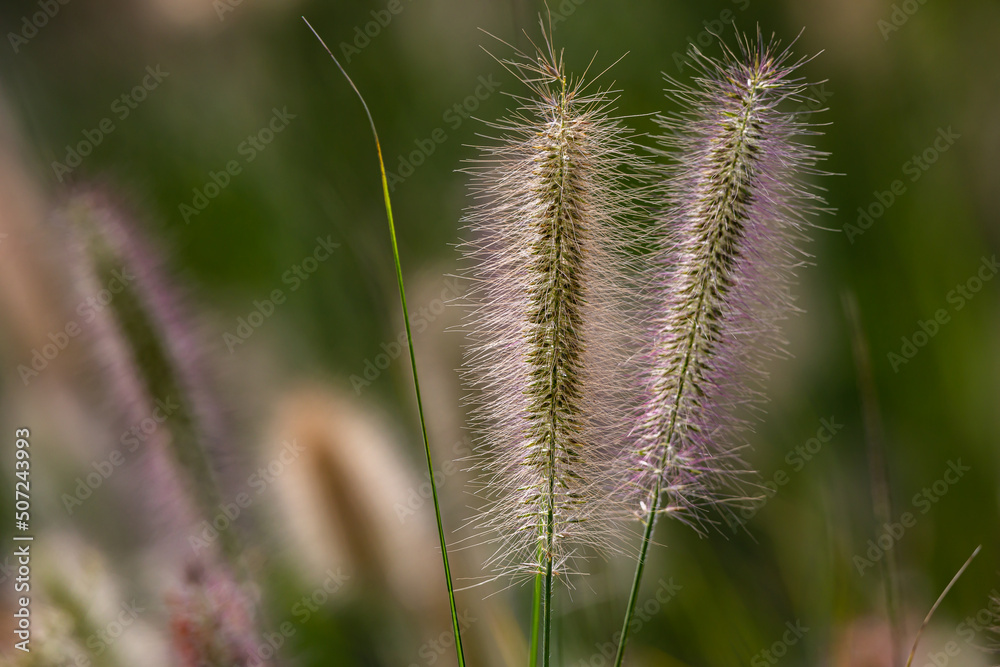 Close up of Swamp Foxtail grass seed spears isolated against a soft, colourful background in sunshine. Copy space. Close up of Swamp Foxtail grass seed spears isolated against a soft, colourful background in sunshine. Copy space.