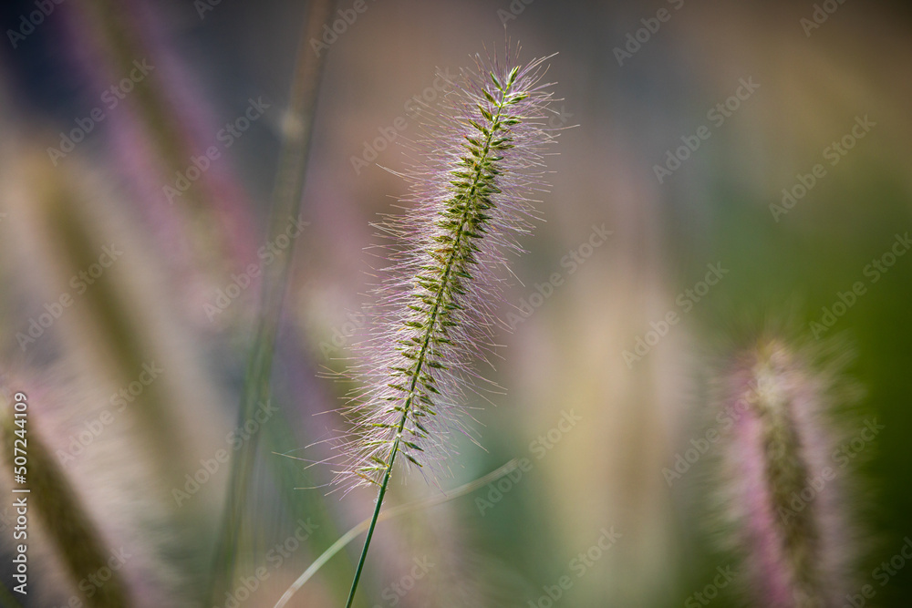 Close up of Swamp Foxtail grass seed spears isolated against a soft, colourful background in sunshine. Copy space. Close up of Swamp Foxtail grass seed spears isolated against a soft, colourful background in sunshine. Copy space.