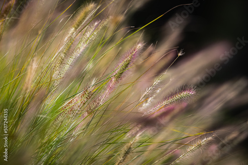 Close up of Swamp Foxtail grass seed spears isolated against a soft, colourful background in sunshine. Copy space. © Scott Donkin