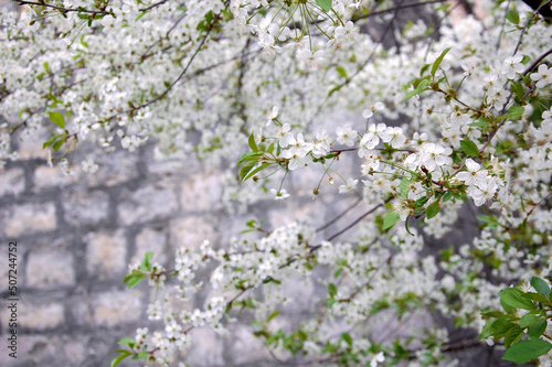 Branches of blossoming cherry on a background of an old gray brick wall. Free copy space. photo