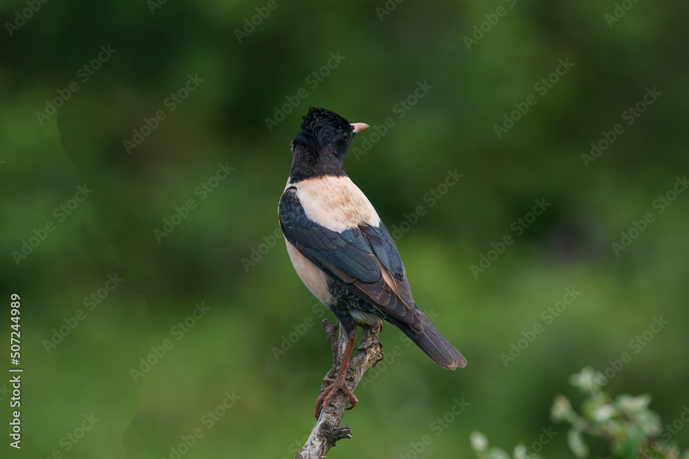 Rosy Starling (Pastor roseus) perched on a tree branch Rosy Starling (Pastor roseus) perched on a tree branch
