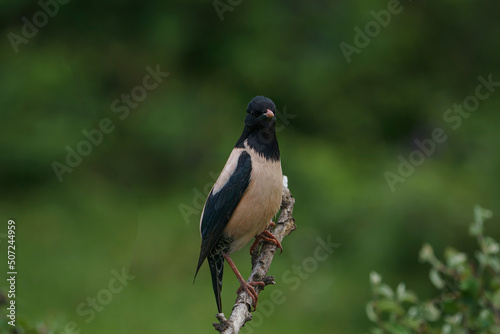 Rosy Starling (Pastor roseus) perched on a tree branch © Ali Tellioglu