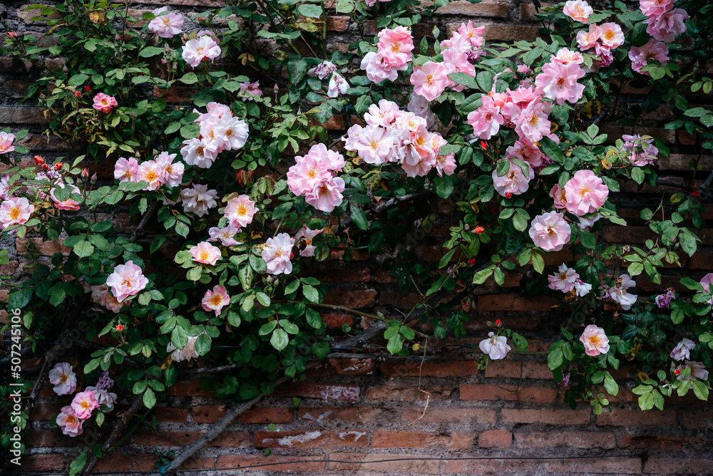 Pink climbing rose vine on orange brick wall