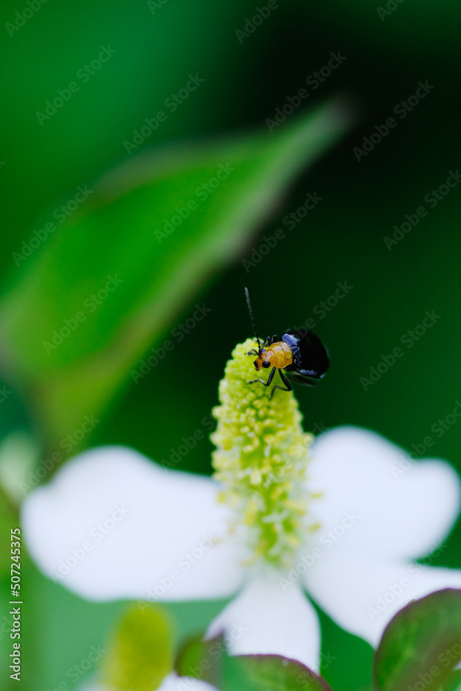 Naklejka premium ドクダミの花にくろい虫がとまる
