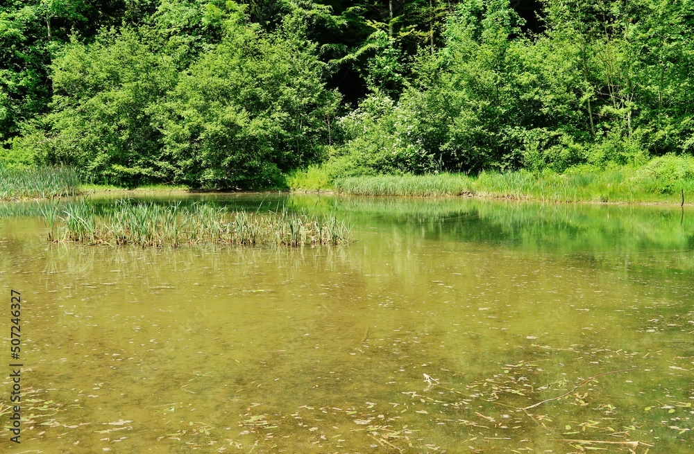Vermoorender See in der Wissbachschlucht, Ostschweiz Vermoorender See in der Wissbachschlucht, Ostschweiz