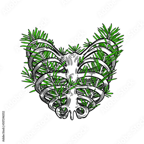 Skeleton rib heart with pine leaves, vector illustration