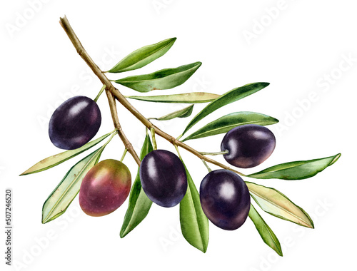 Watercolor black olives. Big branch with shiny fruits with leaves. Realistic painting with fresh ripe olives. Botanical illustration on white. Hand drawn tasty food design element