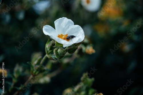 White Potentilla Abbotswood flower with a black bug in the garden in Italy photo
