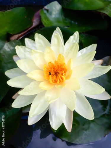 Blooming light yellow lotus, dark yellow pollen