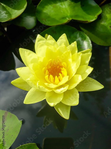 Blooming light yellow lotus, dark yellow pollen