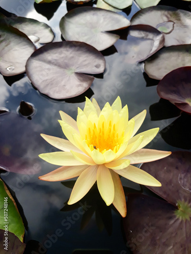 Blooming light yellow lotus, dark yellow pollen