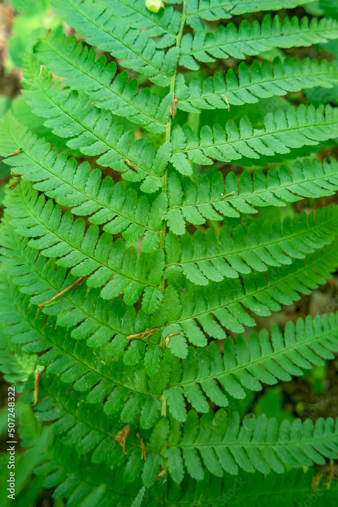 Cover page with magical green fern leaf in the wild forest, closeup, details. Cover page with magical green fern leaf in the wild forest, closeup, details.