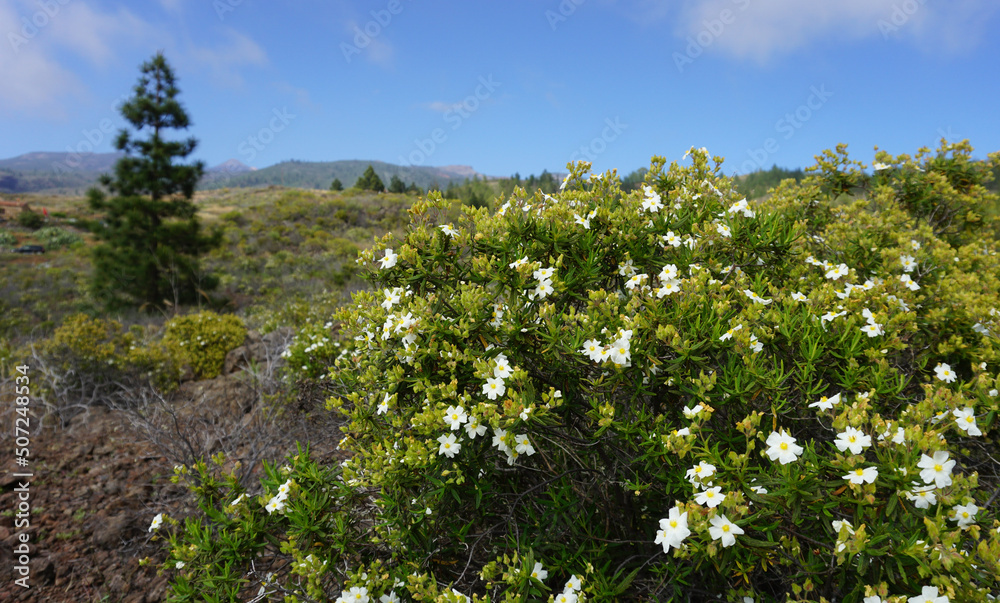 Green Cistus jungle plant with multiple white flowers in a summer landscape in Adeje, Tenerife, Canary Islands, Spain