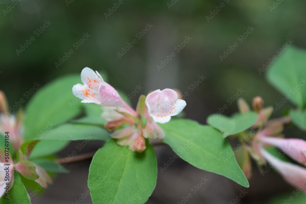 ツクバネウツギの花 アップ 4 ツクバネウツギの花 アップ 4