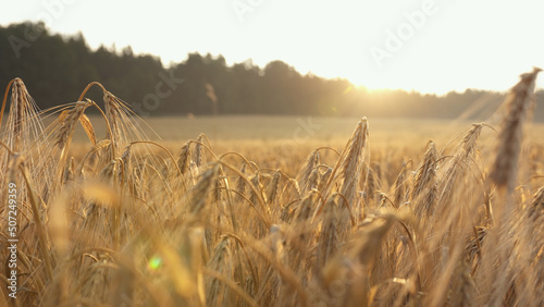 Ears of barley against the backdrop of the morning rising sun. Harvest and harvesting concept.	