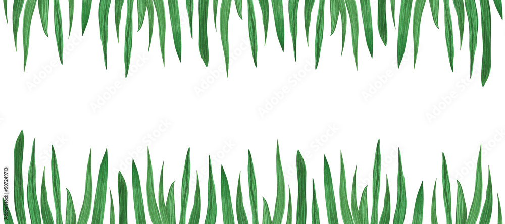 Fototapeta premium Frame Seaweed, algae, grass, leaves, spirulina, plant isolated on white background. Watercolor hand drawn banner