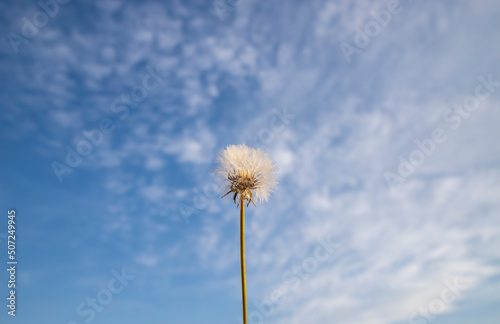 Dandelion under a cloudy sky