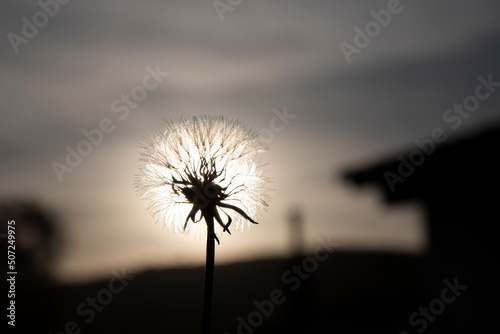 Dandelion backlit in the spring sunshine