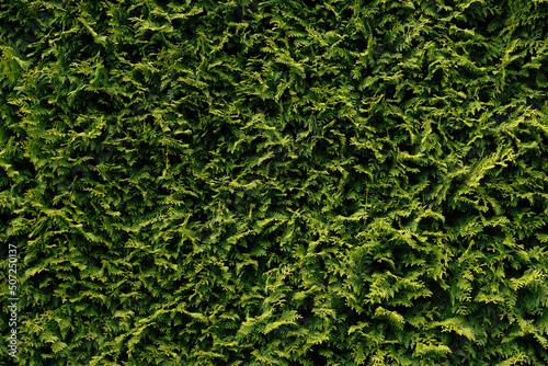 Beautiful green leaves of Thuja trees, nature background wallpaper, wall shrubs, screensaver. Bright green background for wallpaper and backdrop. Thuja occidentalis. Green hedge in garden or backyard.