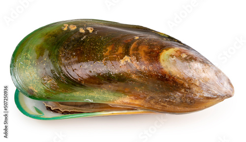 Green Shell mussels isolated on white background, Fresh New Zealand mussels or Perna Canaliculus on White Background With clipping path,