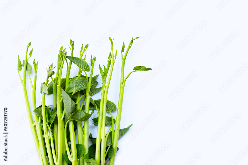 Morning glory on white background. Morning glory on white background.