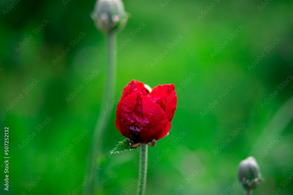 Red poppy bud on a green background. Red poppy bud on a green background.